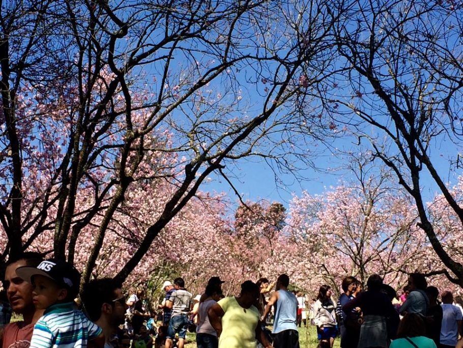 Festa das Cerejeiras é oportunidade única para ver as lindas flores