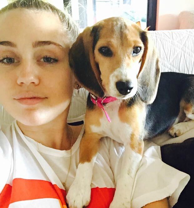 Miley Cirus adotou beagle