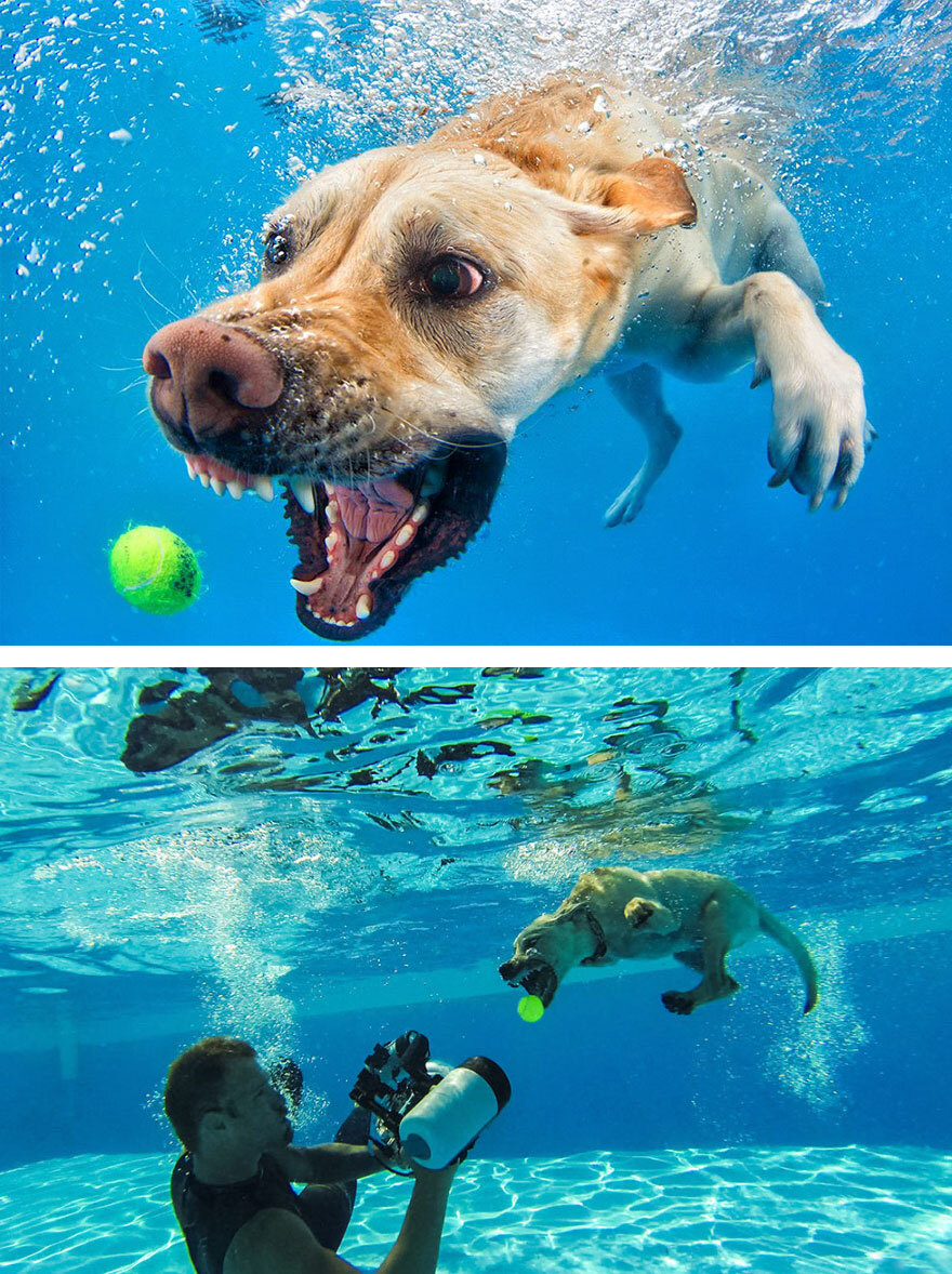 Cão debaixo d'água