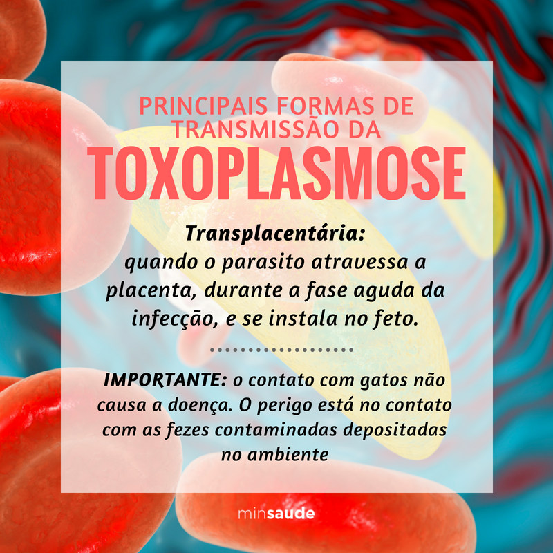 O parasita causador da toxoplasmose pode se manifestar ou não durante a vida