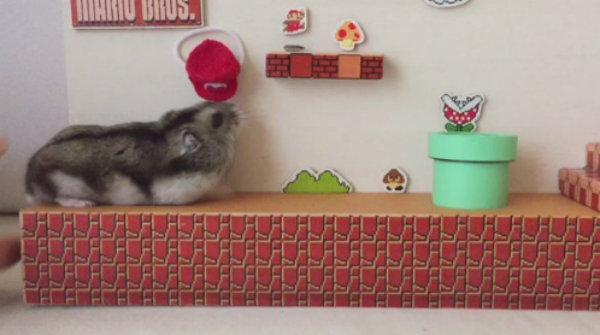 Hamster ‘joga’ a primeira fase de “Super Mario Bros.”