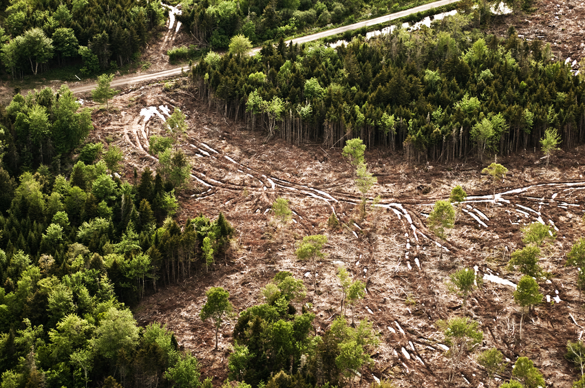 O objetivo do projeto é recuperar as florestas e acabar com o desmatamento