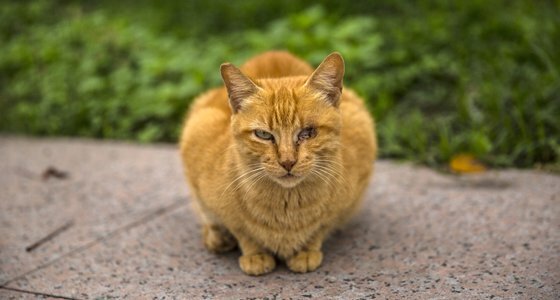 Um gato que foi resgatado