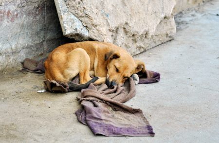 A ONG iniciou uma campanha para conscientizar a necessidade de alimentar animais abandonados