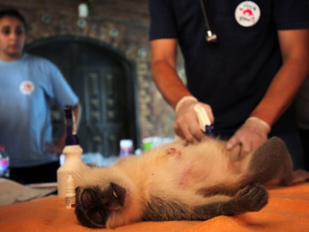 Membro da ONG ‘Four Paws’ examina um macaco sedado no zoo em Khan Yunis, em Gaza (Foto: Said Khatib/AFP)