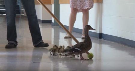 A mãe dos patinhos recebeu até um nome: Vanessa