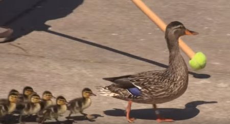 Os funcionários indicam o caminho dos patos com um pedaço de madeira