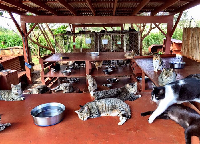 Santuário de gatos