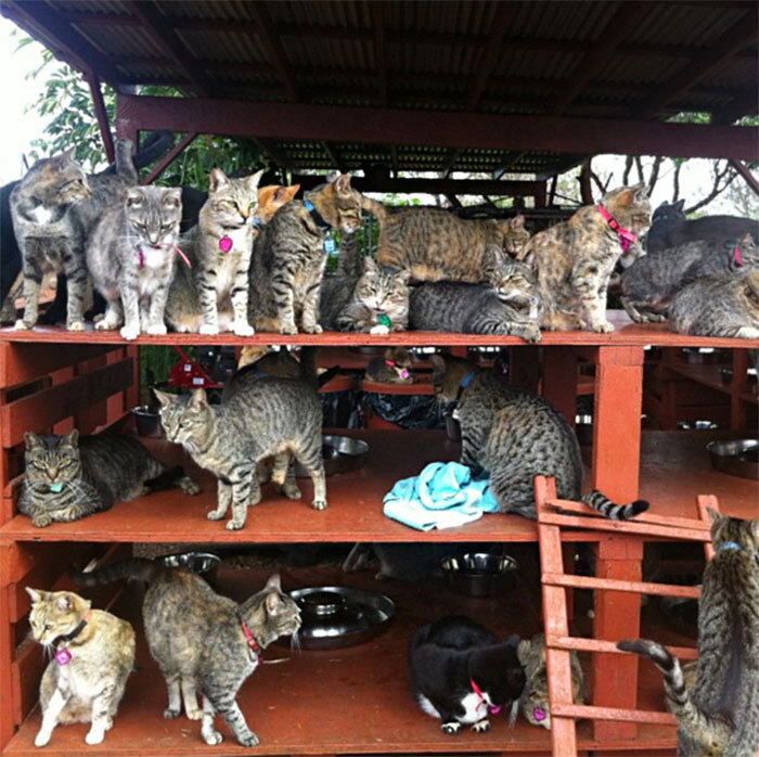 Santuário de gatos