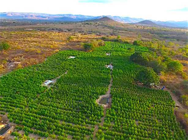 Plantação com 36 mil pés de maconha