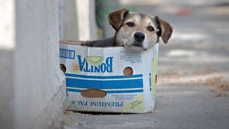 Em todo o mundo, aproximadamente 600 milhões de cães estão abandonados nas ruas; saiba como mudar esta situação 