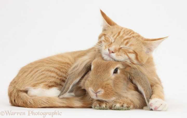 Fotógrafo captura animais que parecem gêmeos, mesmo sendo de espécies diferentes.