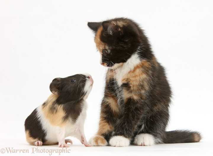 Fotógrafo captura animais que parecem gêmeos, mesmo sendo de espécies diferentes.