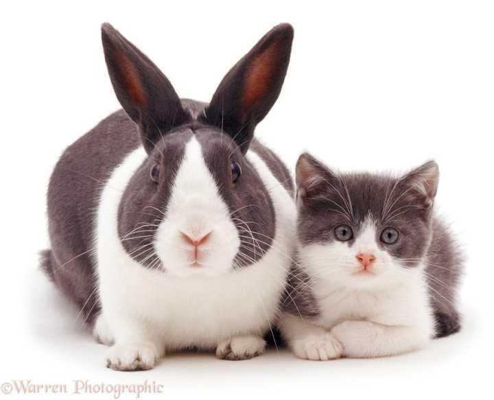 Fotógrafo captura animais que parecem gêmeos, mesmo sendo de espécies diferentes.