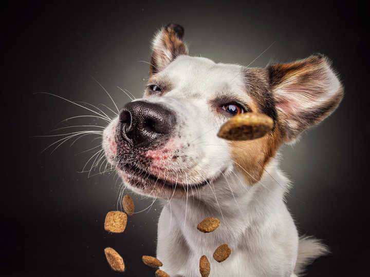 Cães fazem expressões bizarras tentando pegar biscoitos no ar em ensaio de fotógrafo alemão.