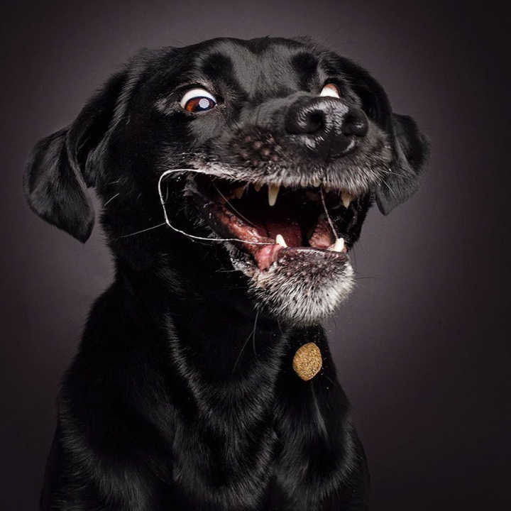 Cães fazem expressões bizarras tentando pegar biscoitos no ar em ensaio de fotógrafo alemão.