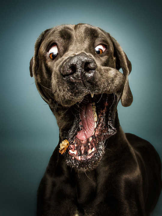 Cães fazem expressões bizarras tentando pegar biscoitos no ar em ensaio de fotógrafo alemão.