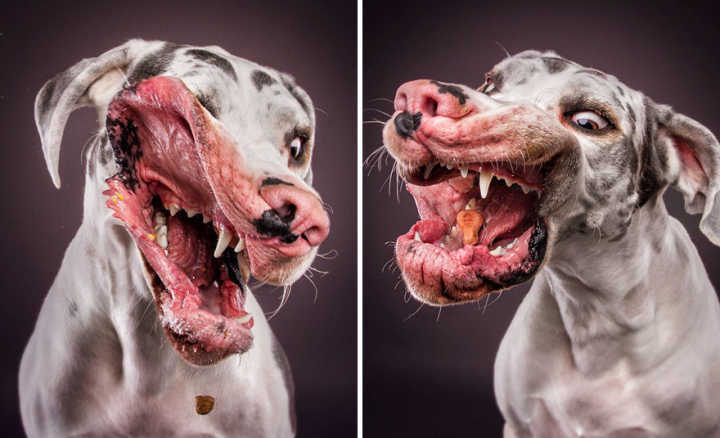 Cães fazem expressões bizarras tentando pegar biscoitos no ar em ensaio de fotógrafo alemão.