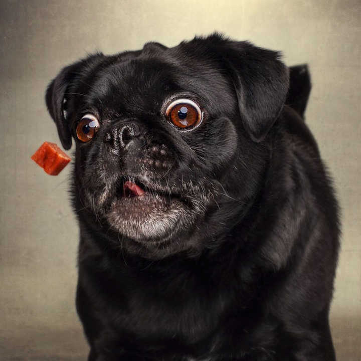 Cães fazem expressões bizarras tentando pegar biscoitos no ar em ensaio de fotógrafo alemão.