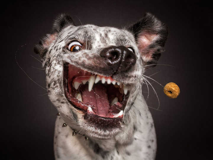 Cães fazem expressões bizarras tentando pegar biscoitos no ar em ensaio de fotógrafo alemão.