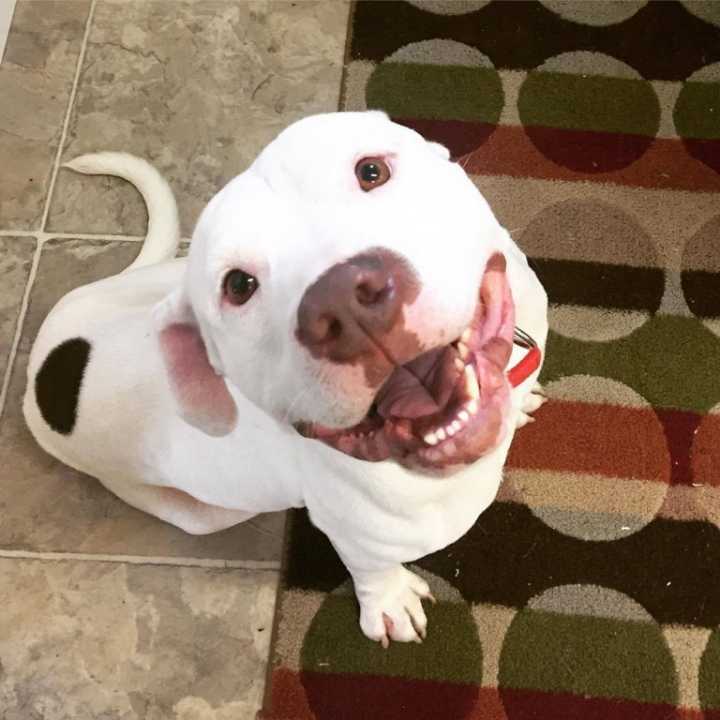 Kansas City Pet Project