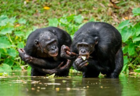 Chimpanzés foram abandonados por laboratório americano