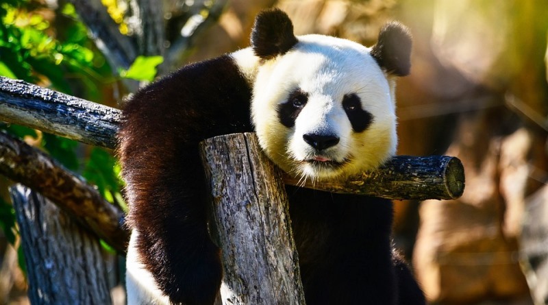 Último levantamento revelou que existem 1.864 pandas gigantes adultos e algo em torno de 2.000 filhotes