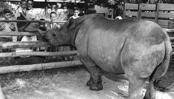 Cacareco sendo admirada no zoológico da Água Funda