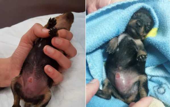 O cachorro foi vendido na internet como fêmea