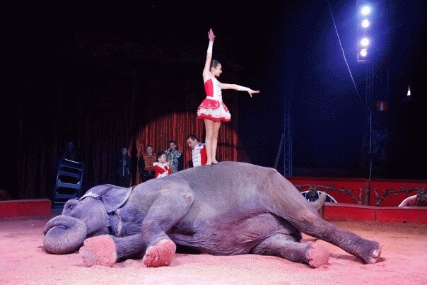 Elefante sofre maus tratos em circos