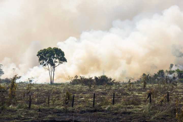 O pasto abandonado na Amazônia gerou gás carbônico equivalente a 36 anos de emissões dos carros no Brasil