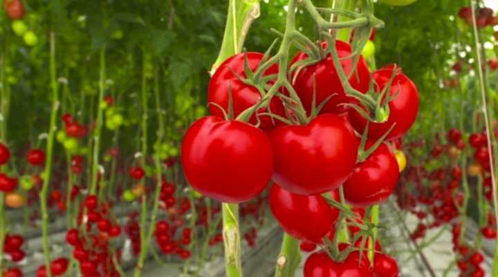 A fazenda no deserto da Austrália produz 17 mil toneladas de tomates por ano