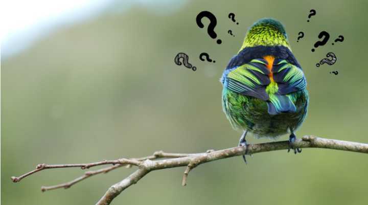 Só no Brasil, são nada menos que 1919 espécies. Qual delas canta na sua janela?