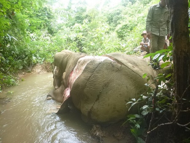 Elefante sacrificado para a produção de peças de joalheria