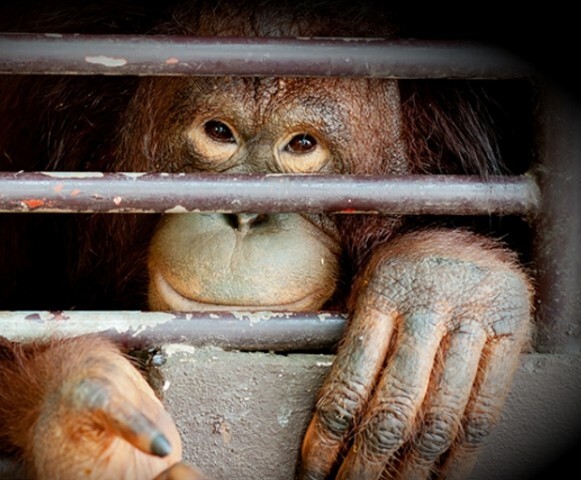 Reprodução/World Animal Day