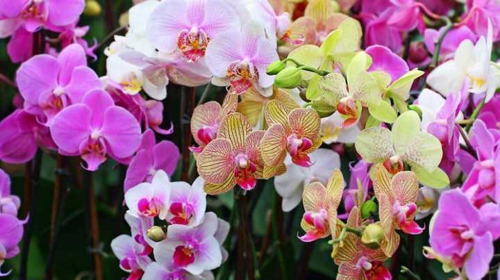Orquídeas diversas ganham mostra no Jardim Botânico