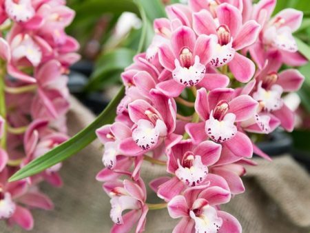 Orquídea é muito amor!