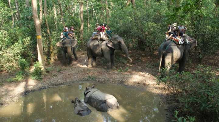 Para o portal de turismo, chega de montar em elefantes (mal tratados), acariciar tigres (dopados) e nadar com golfinhos!