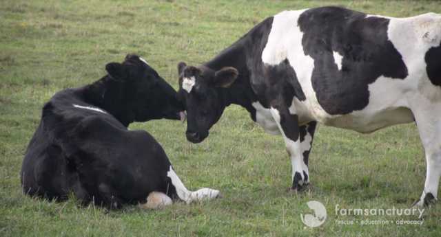 As duas eram obrigadas a engravidar com inseminação artificial