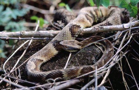 A cobra era uma jararaca