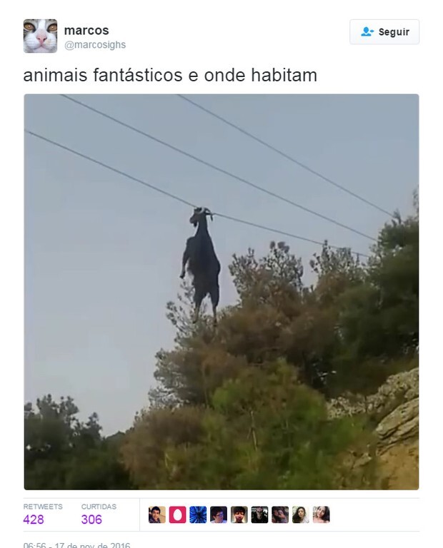 Memes sobre “Animais Fantásticos e Onde Habitam”