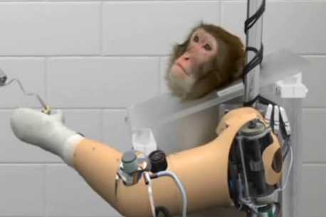 Macaco é utilizado em experimento