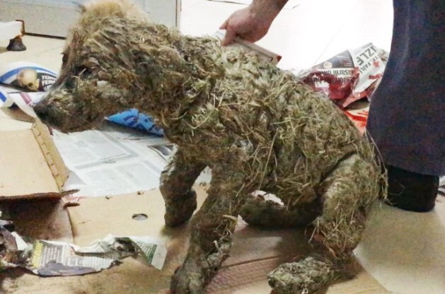 O cachorro ficou à beira da morte depois do ato de crueldade