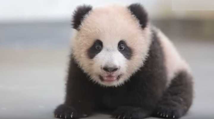 O vídeo encantador mostra o filhote de panda em seus primeiros passos