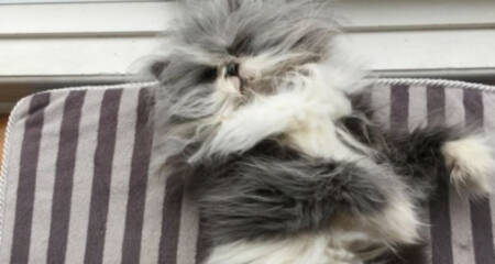 O pequeno Atchoumfan tem mais de 160 mil seguidores no Instagram