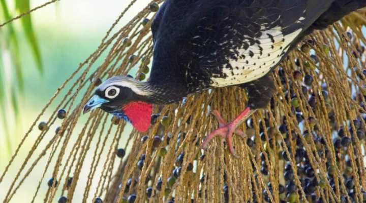 A jacutinga é endêmica da Mata Atlântica, ou seja, ela só existe neste bioma e em nenhum outro lugar do mundo