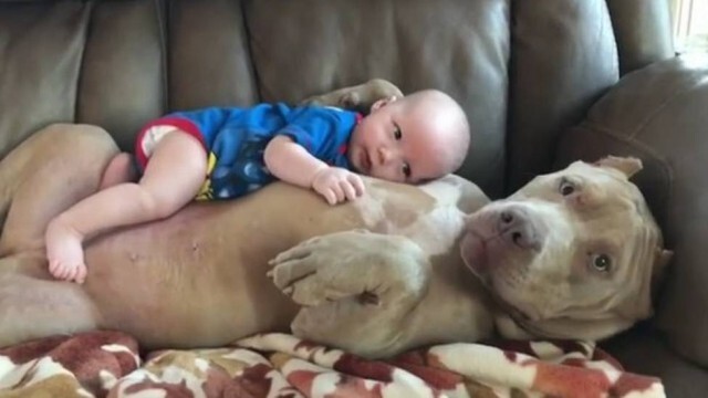 Vídeo fofo de pitbull com um bebê “no colo” desmistifica aquela imagem (errada!) de que todo pitbull é agressivo