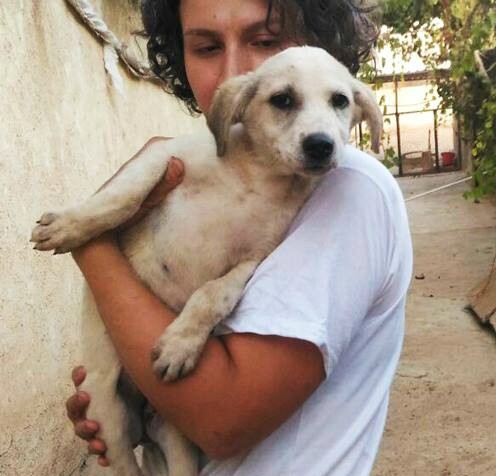 Animais recebem tratamento para ferimentos de guerra ou abuso