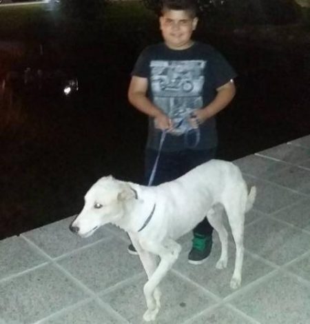 Mauco passeia com o cão já curado