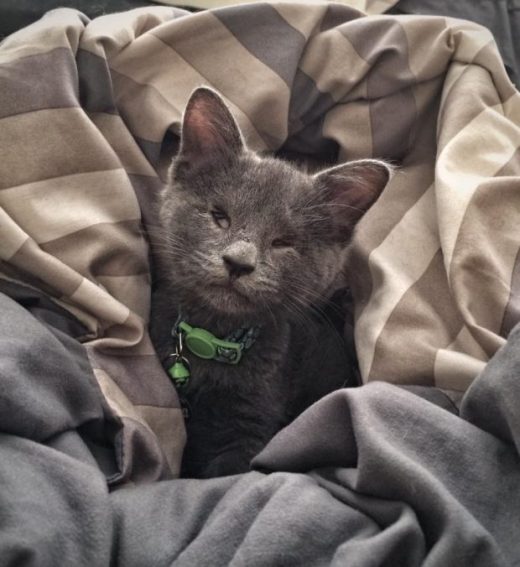 O gatinho, cego e com problemas cardíacos, ganhou um lar amoroso